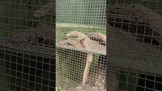 @Monitor lizard's zoo life🦎 #zoo animal#wild#raising boy @animal love🦎🦖..