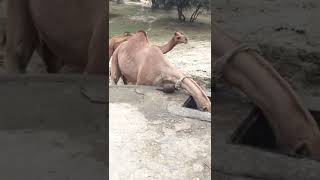 Bell wali Camel