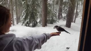 FEEDING THE BIRDS