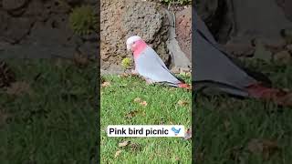 #pinkbirds #rare #sydney