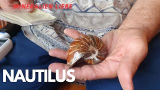 Nautilus Cymatoceras Fossil der Kreidezeit aus Madagaskar - aus Mineraliensammlung