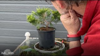 A nursery stock juniper transforming into a bonsai