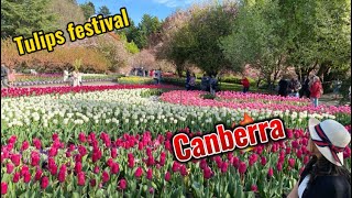 Bunga tulip festival Canberra #tulipsfestival #tulips #canberra #canberralife #thingstodoincanberra