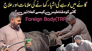 Foreign Body | TRP(Traumatic Reticulo Peritonitis | Hardware Disease | Magnet-Bolus Gun Usage