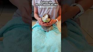 Took an awful amount of lettuce for that 🥲 #funnyanimals #cuteguineapig