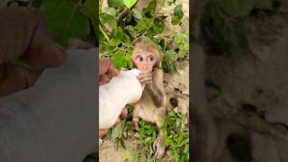 Dudhu piyenge hum to 🍼🍼🍼🐵🐵🐵#bandar #monkeyvideo #monkey 0592