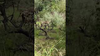 Coyote In Ventura County Near Home #nature #running #hiking #outdoors #stream #wildlife #health