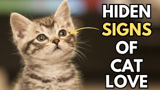 12 Secret Signs Your Cat Loves You But You Don't know