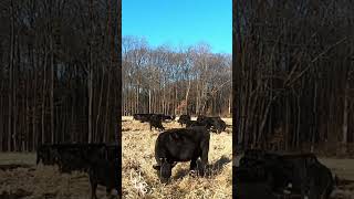 Grazing In Time-lapse: See Animals Munch On Grass In Super Speed!  #stocpilegrazing