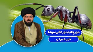 مورچه ، تبلور عالی سودا