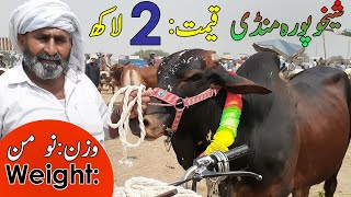 Cattle Market (Cattle For Eid Sale) Sheikhupora 2021,Cattle Mandi 2021,Sheikhupura Mandi,Eid ul Azha