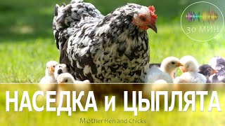 Наседка и цыплята 🐤 Кудахчет курица-наседка, пищат цыплята