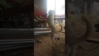 standing dog 🐕 #youtubeshorts #satisfying #dog #goodvibes