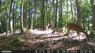 Split Ear Deer Had A Baby Buck