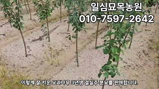 모과나무 3년생 결실주 판매/모과나무 키우기/모과나무가지치기/모과나무정원수/모과나무정원수/모과나무농원/모과나무심는시기