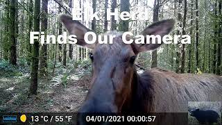 Elk Herd Finds Our Camera in Wooded Area