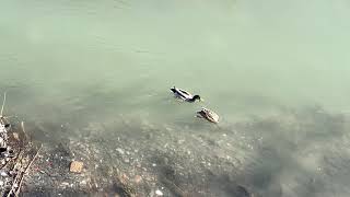 Two mallards fishing in the river caught in camera - Bologna 2023 march 12 marzo - due germani reali