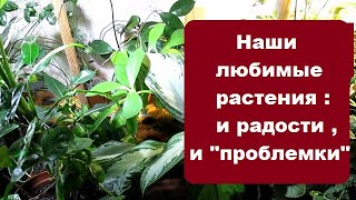 Спонтанный обзор  комнатных растений :  и радости , и "проблемки" !