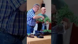 Vídeo completo en el canal, demostración en junípero, asociación bonsai de Ávila #bonsai