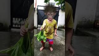 Aha Tamatar Bade Mazedaar funny monkey dance 🐵🍅🍌🍼🍫😂😅🤣#monkey #kidssong #funny #aaryavnaagar #dance