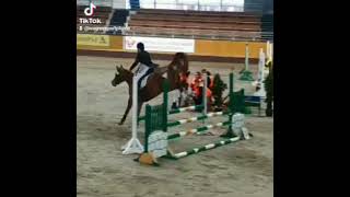 red hannover mare horse sale equestrian market