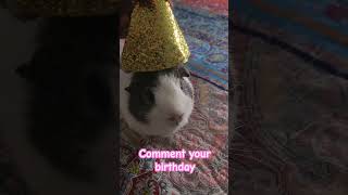 comment your birthday🎂 #shorts #youtubeshorts #animals #funny