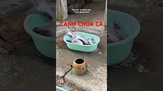 (P2) Tu family vlog CHÀY CÁ TRA NẤU CANH CHUA MIỀN TÂY ngon bá chấy