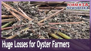 Oyster farmers face huge losses after government refuses typhoon protection requests｜Taiwan News