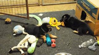 Vomweiland P litter March 24, 2017 Closeups and play