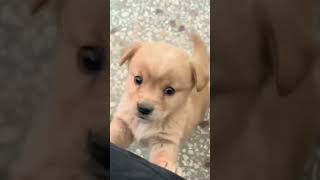 Baby dog#cute puppy barking#4kviral#shorts