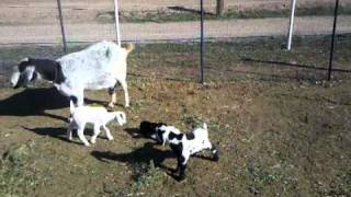 Sheeba and babies at 4 days two.3gp