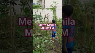 Metro Manila MiniFARM #farm #farmers #metromanilafarm #minifarmer  #farmer  #farming  #smallfarm