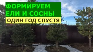 Продолжаем формировать , ели и сосны. Один год спустя.