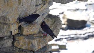 Red-billed Choughs in Glamorgan