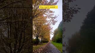 Nature in #autumn #fallleaves #autumncolors #outdoors #park #brussels #travel #vibes #ytshorts