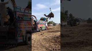 Camels market#camel #animals #youtubeshorts #camells #youtubevideos #ytshorts #goat