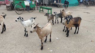 Odisha breed goats at Sakhigopal