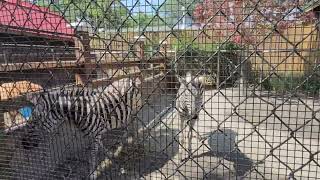 Grant's Zebras at White Post Farms 8/26/2024