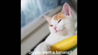 banan cat 🍌🍌🍌