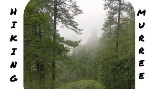 #favorite #hike in #murree full#ancient #vibe/wind whispering pines /serene view