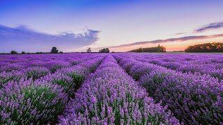 4K- The most beautiful lavender field in the world