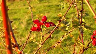 Christmas Bells (extract) - By Henry Wadsworth Longfellow - Read by James Kingdon