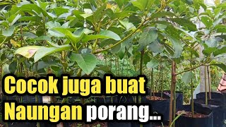 BIBIT TANAMAN BUAH ALPOKAT KENDIL,MIKI,ALIGATOR...