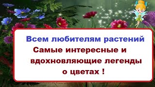 Всем любителям растений// Самые интересные и вдохновляющие легенды о цветах !