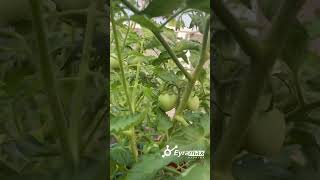 Beautiful Tomatoes 🍅- Backyard Garden 🪴