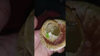 Eating Kolkata का Puchka For First Time 😋 | Kolkata Street Food | Pani Puri | Golgappa | #shorts