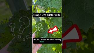 Do you know what cause this on your #grapes? #agriculture #farming  #agro #shorts #fungicides #farm