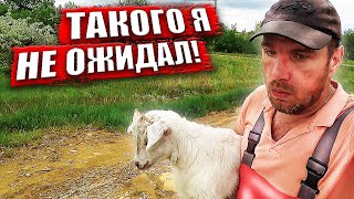 Плохие новости. Делаю запасы, и куда сбежала коза.