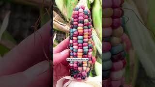 Colourful Corn 🌽💜