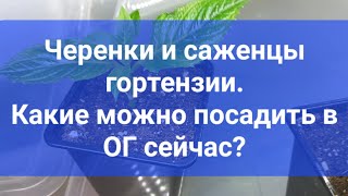 Черенки и саженцы гортензии. Какие можно посадить в открытый грунт, а какие нет.